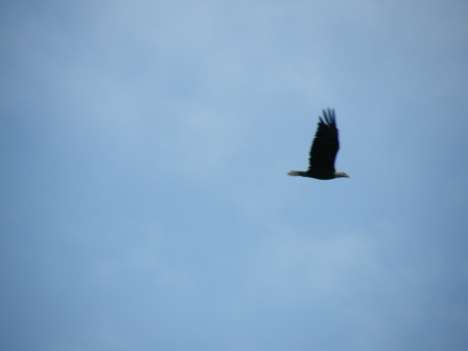 We saw several bald eagles while visiting.  They know they are safe in this area!  It was breathtaking to watch them soar!