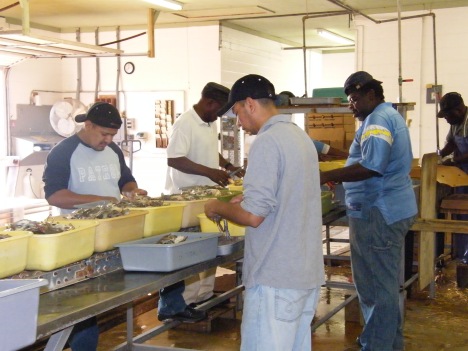 Assembly line format.  This depicts several workers cutting the legs off the softshell crabs
